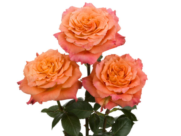 Roses Bouquets - Image 5